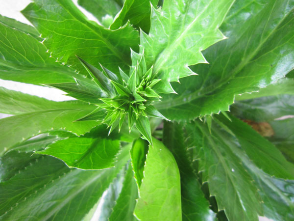 Eryngium foetidum